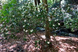 Plancia ëd Rhododendron minus Michx.