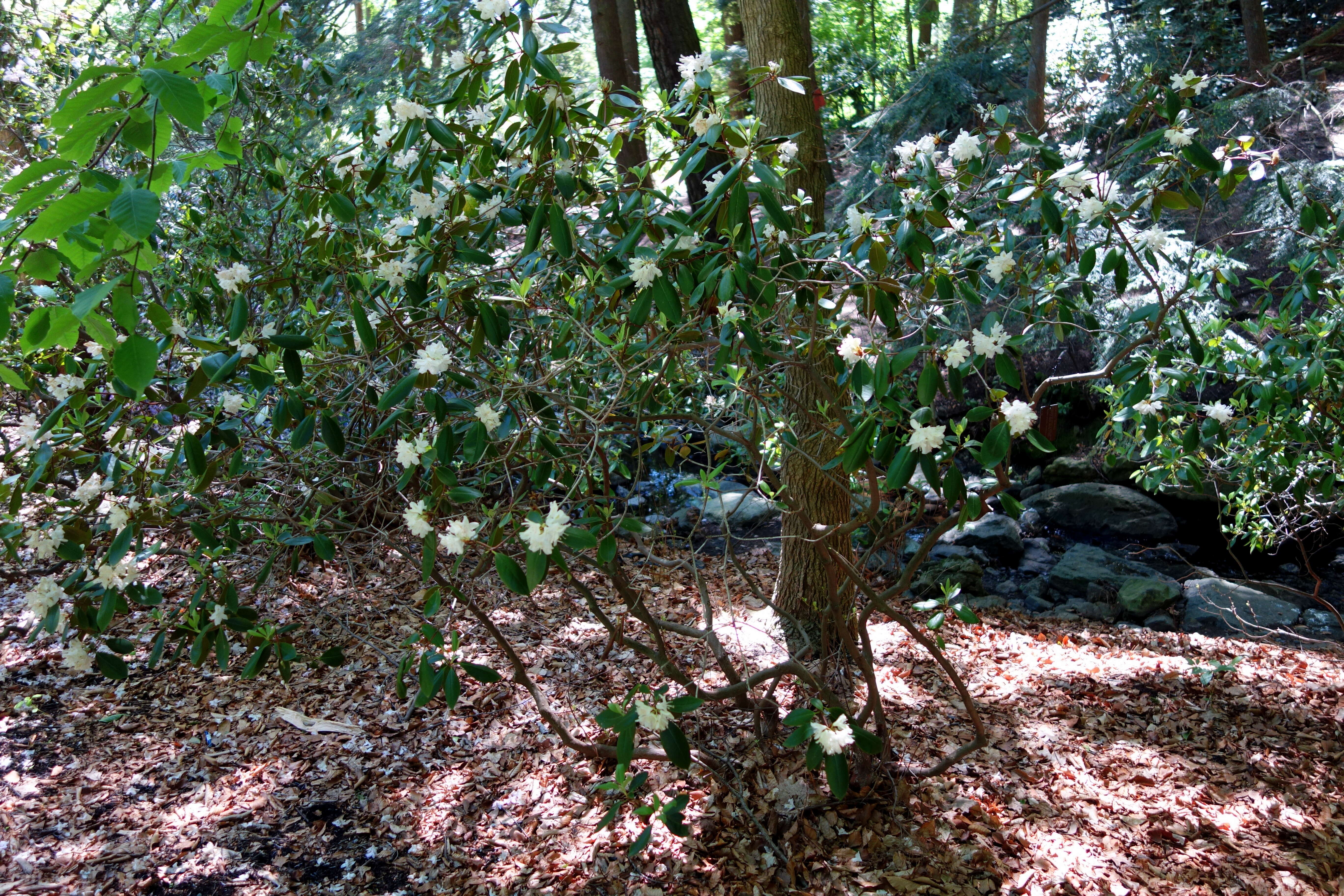 Plancia ëd Rhododendron minus Michx.