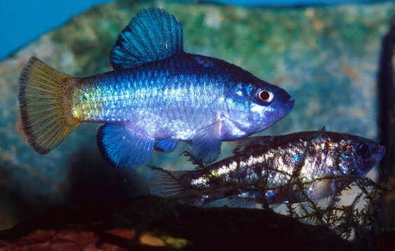 Image of Desert Pupfish