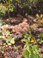 Plancia ëd Brickellia cordifolia Ell.