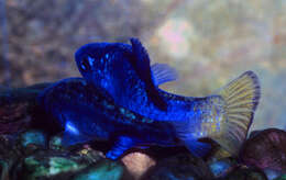 Image of Desert Pupfish