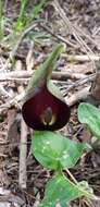 Arum elongatum Steven的圖片