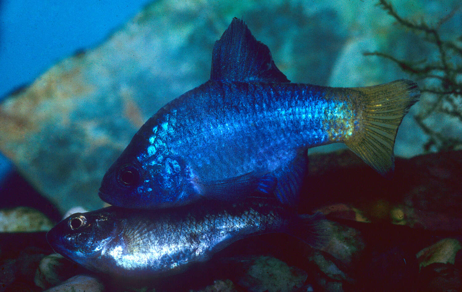 Image of Desert Pupfish