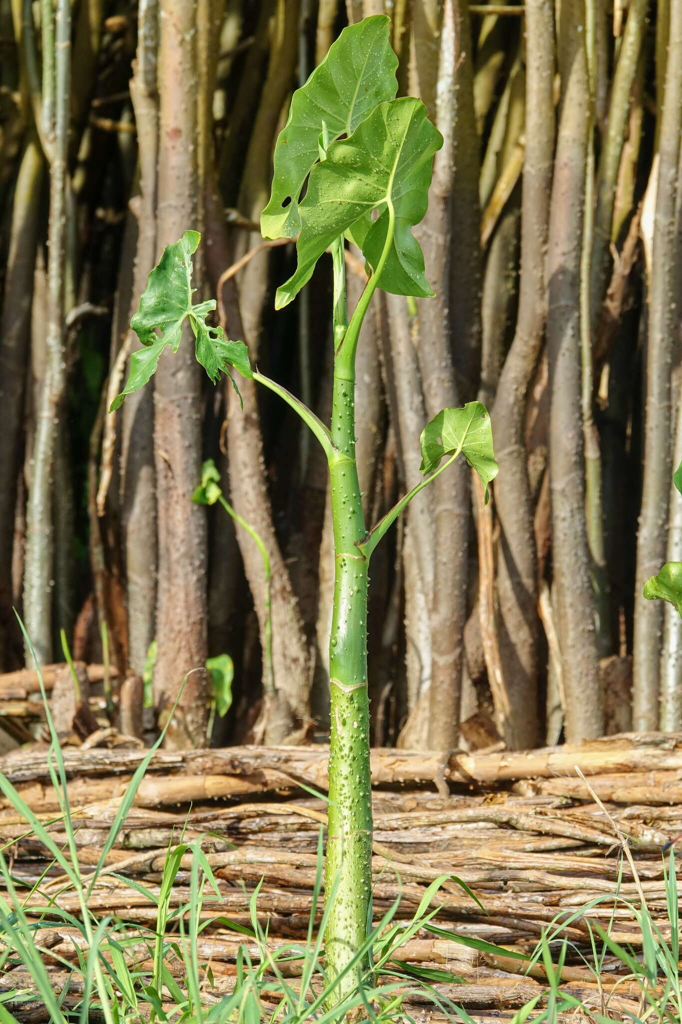 Image de Montrichardia arborescens (L.) Schott