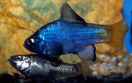 Image of Desert Pupfish