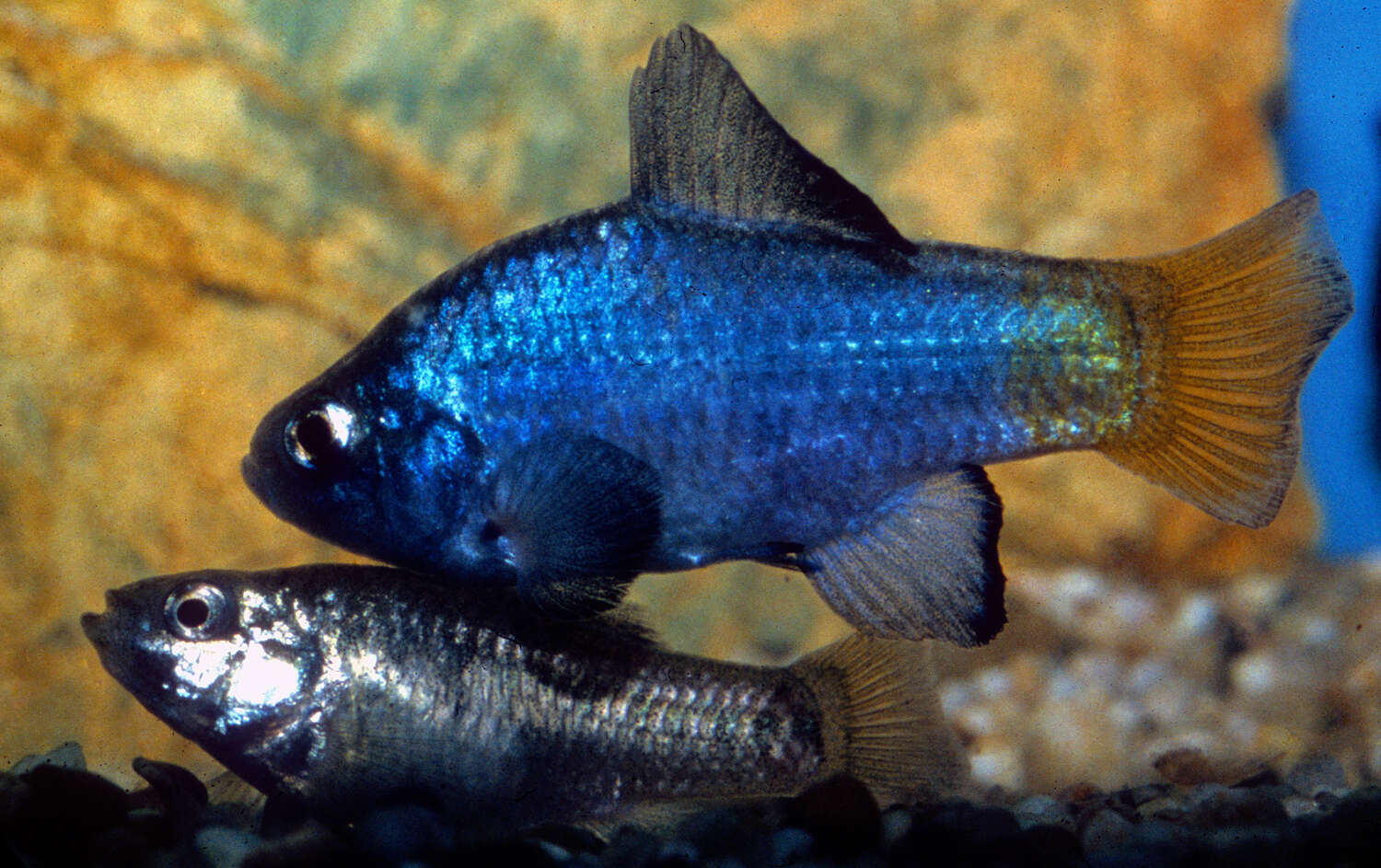 Image of Desert Pupfish