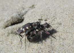 Image of Dune tiger beetle