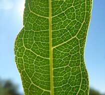 Image of Dichapetalum cymosum (Hook.) Engl.