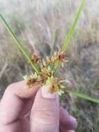 Imagem de Cyperus distinctus Steud.