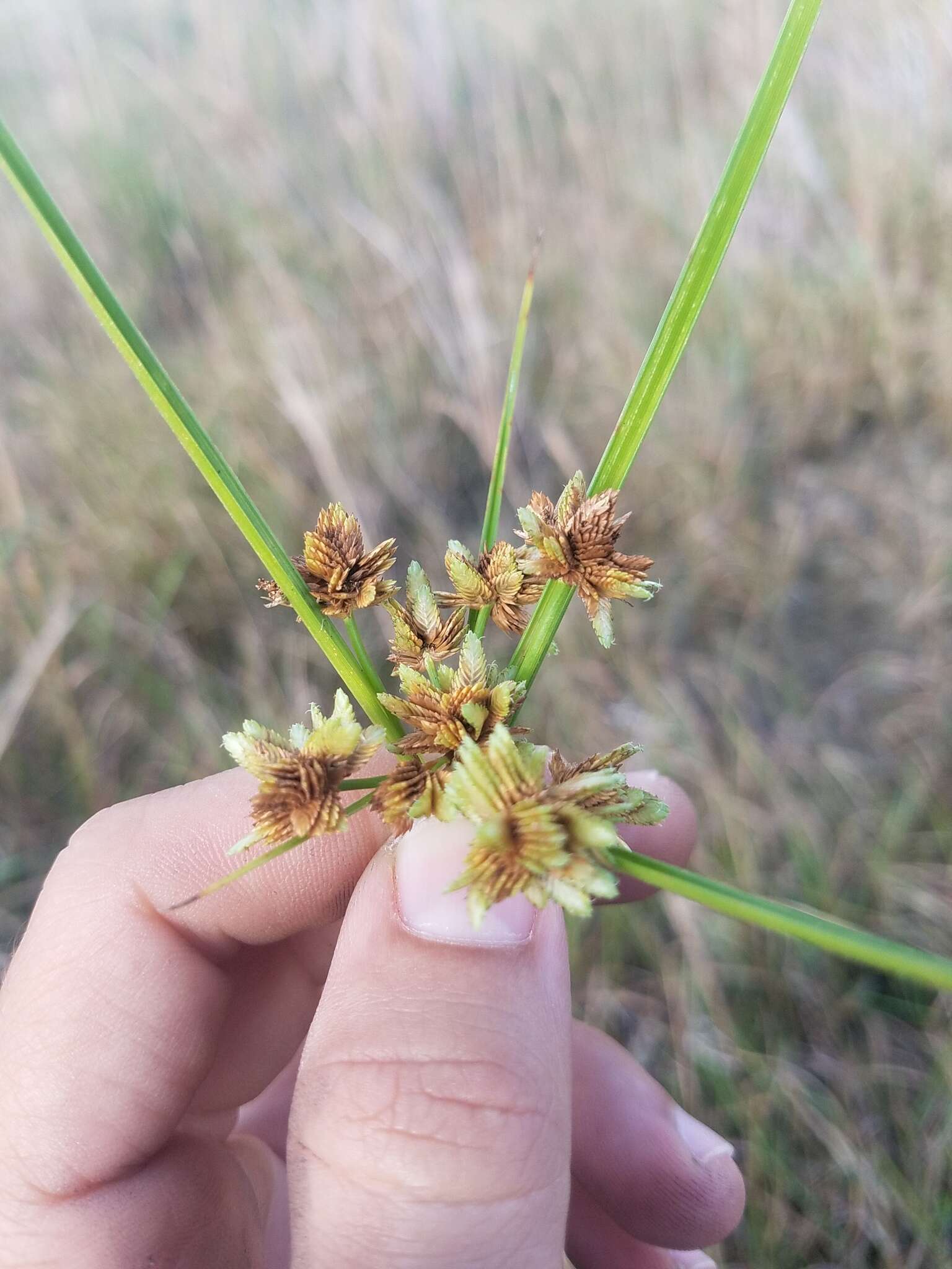 Imagem de Cyperus distinctus Steud.