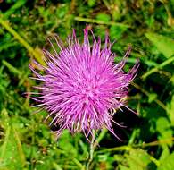 Image of Tuberous Thistle