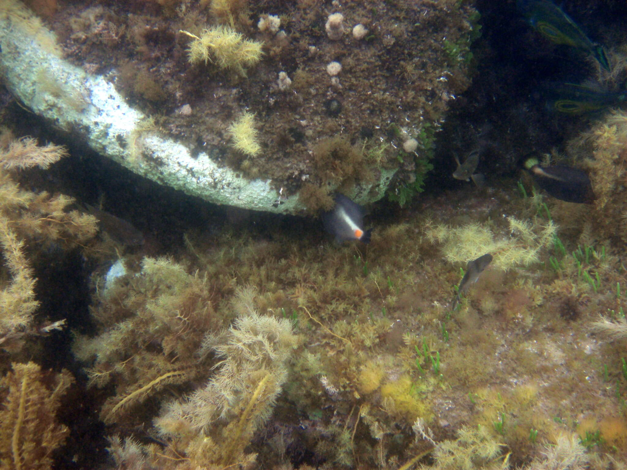 Image of Yellow-striped leatherjacket