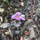 Image of serpentine wallflower orchid