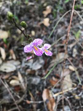 Image of wallflower orchid