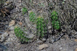 Image of Echinocereus cinerascens subsp. cinerascens