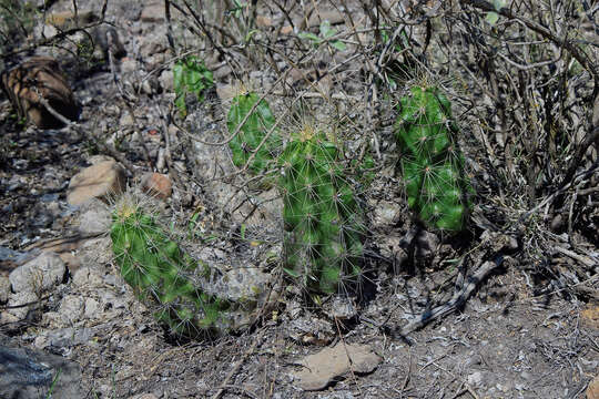 Image de Echinocereus cinerascens subsp. cinerascens