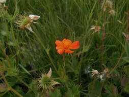 Image of Geum coccineum Sibth. & Sm.