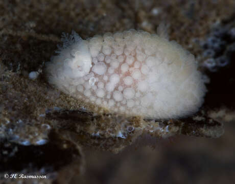 Imagem de Onchidoris muricata (O. F. Müller 1776)