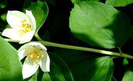 Image of sweet mock orange