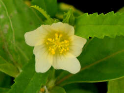 Imagem de Sida rhombifolia L.