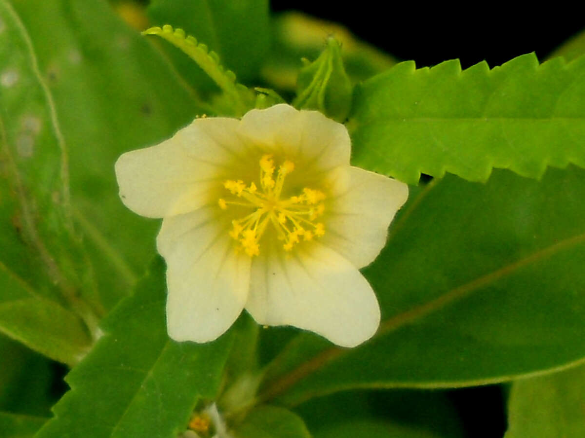 Imagem de Sida rhombifolia L.