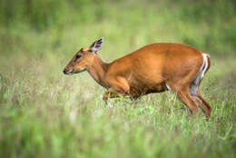 Image of Barking Deer