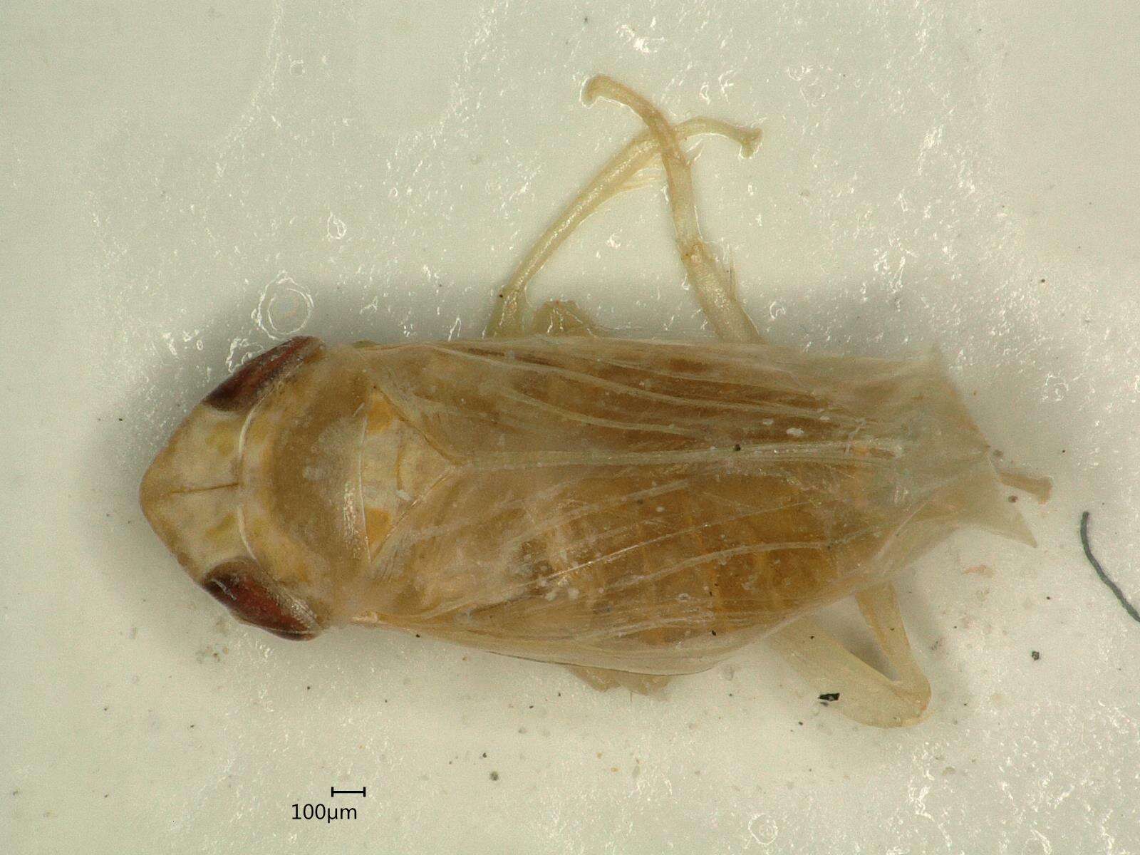 Image de Psammotettix confinis Dahlbom 1850