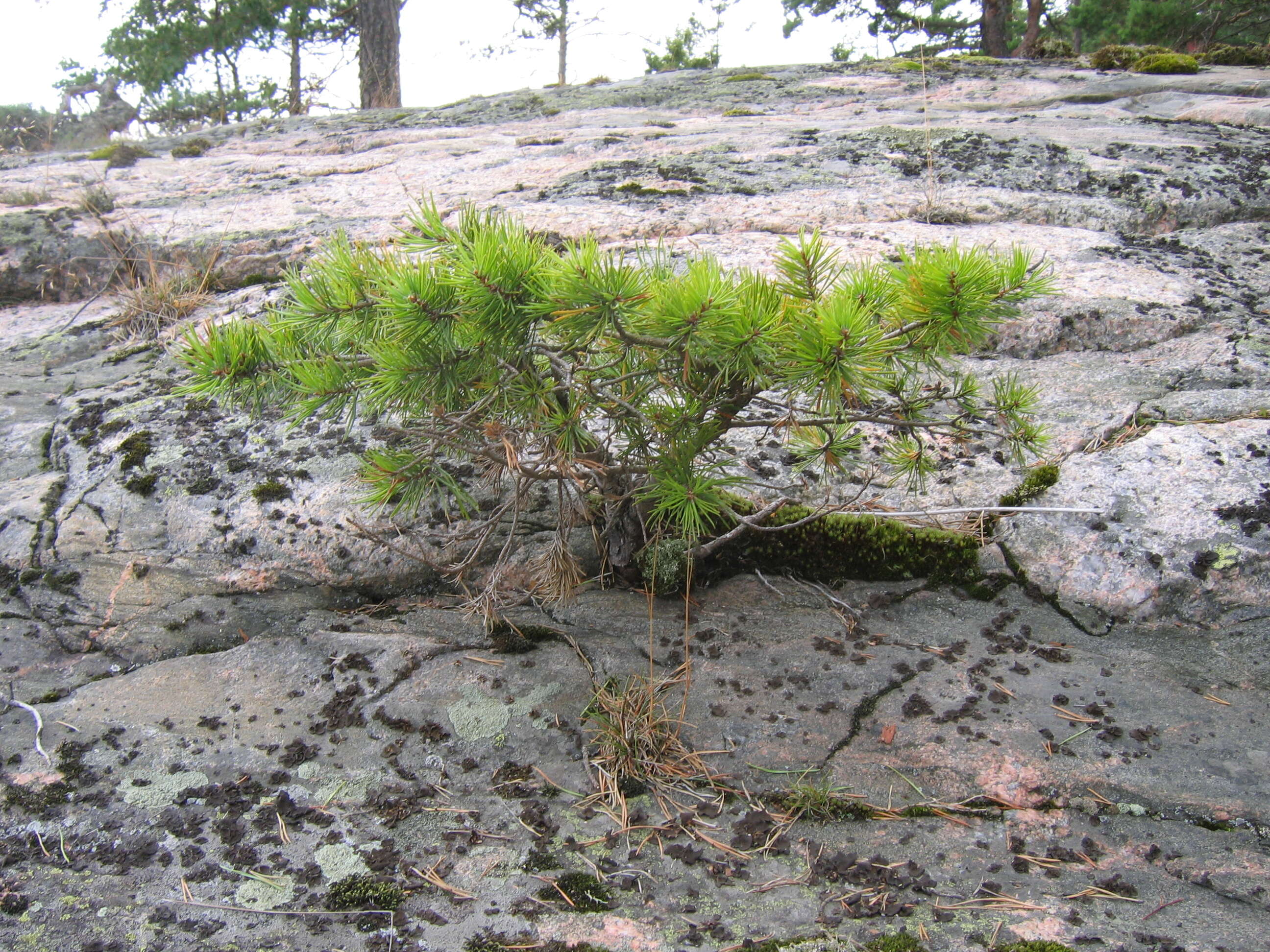 Image of Scotch Pine