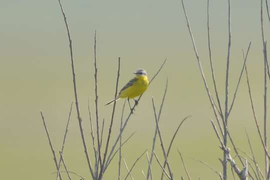 Image of Motacilla tschutschensis tschutschensis Gmelin & JF 1789