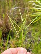 Image of Big Carpet Grass