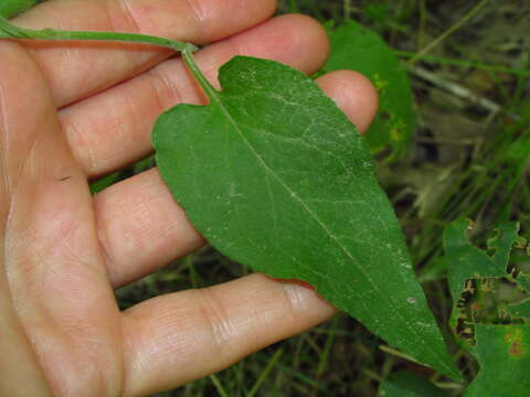 Image de Symphyotrichum anomalum (Engelm.) G. L. Nesom