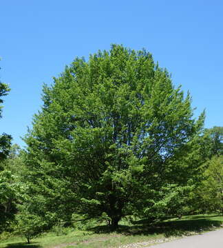 Image of European hornbeam