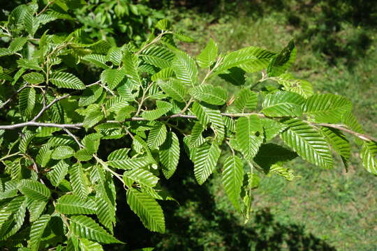 Image of Eastern Hornbeam