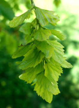 Image of Eastern Hornbeam