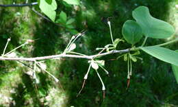 Image of mountain silverbell