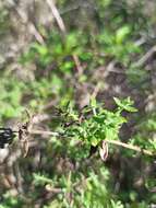 Image of Galium martirense Dempster & Stebbins