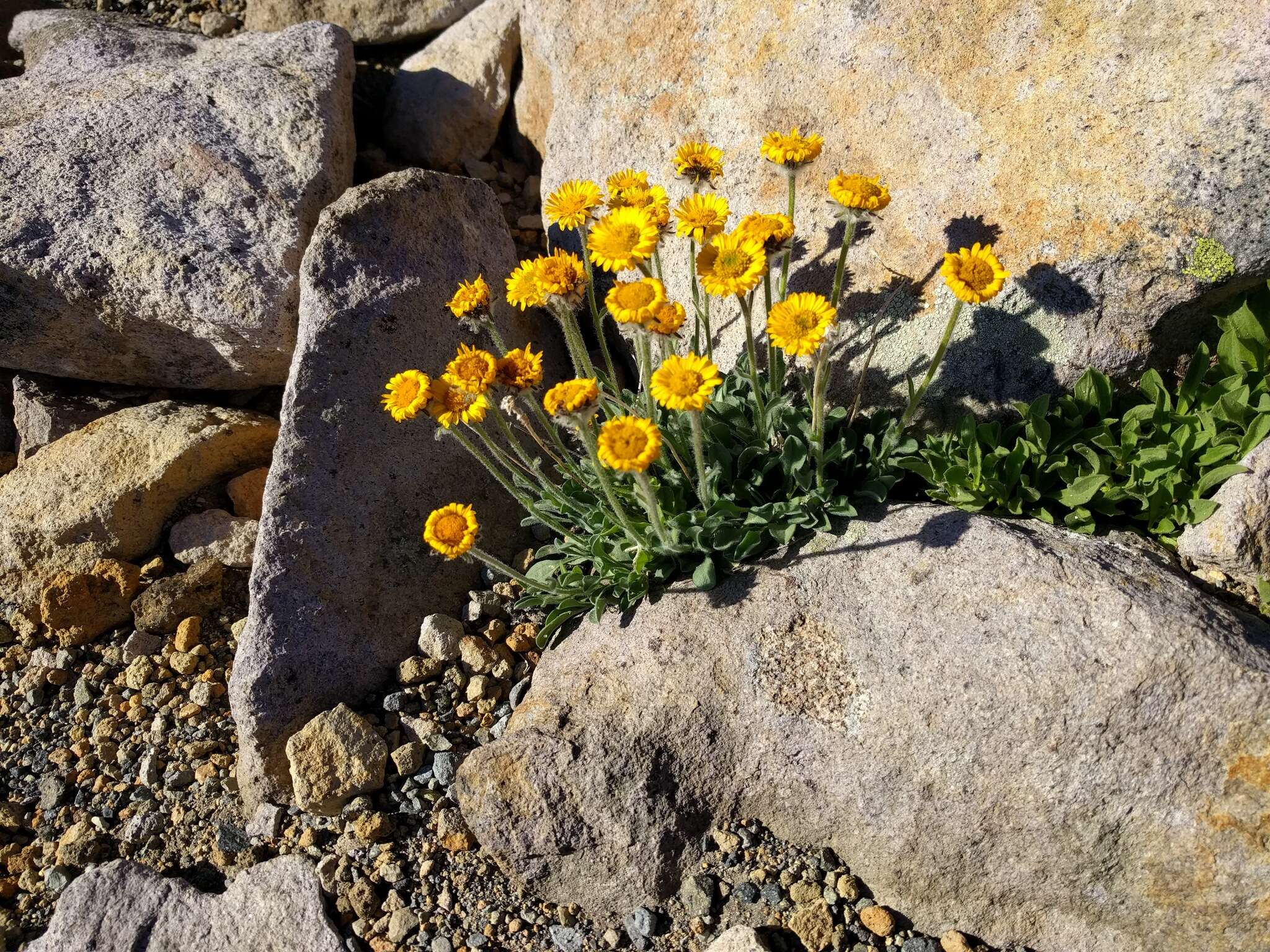 Image of alpine yellow fleabane