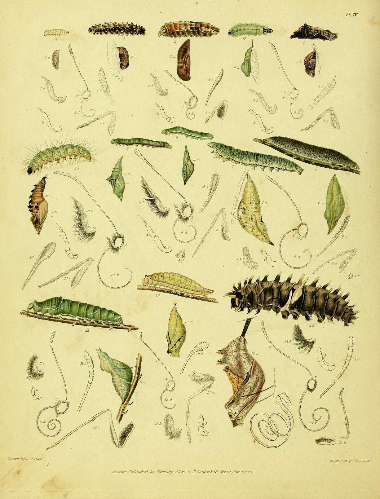 Image de Amblypodia narada Horsfield 1829