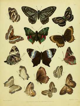 Sivun Graphium macareus (Godart 1819) kuva