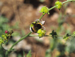 Cynoglossum montanum L. resmi