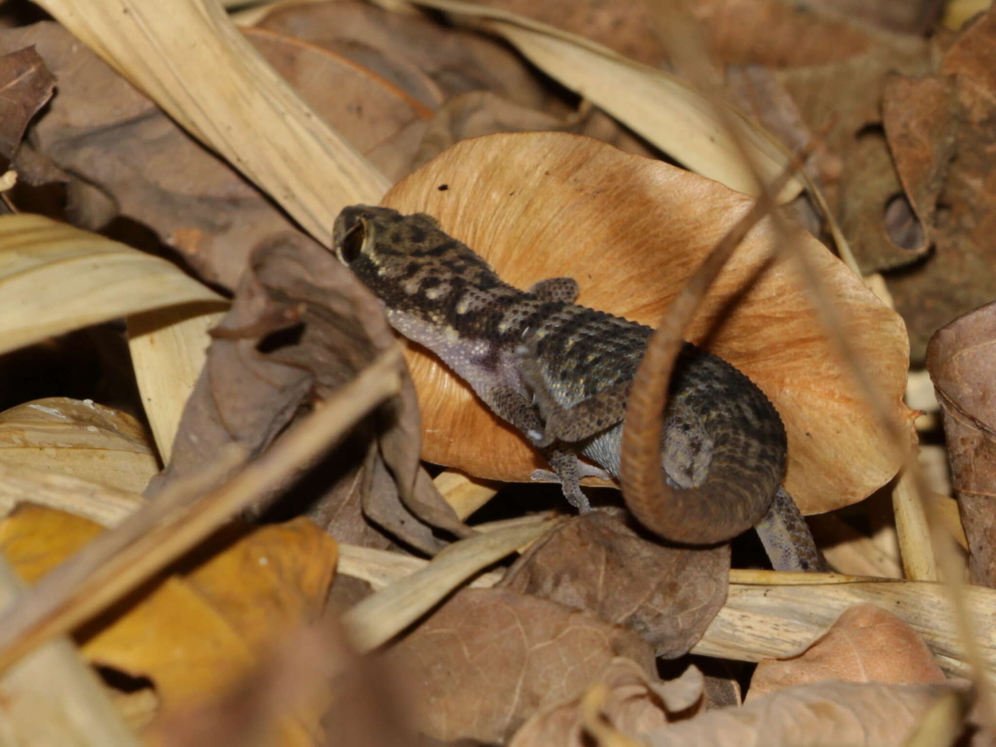 Image de Dixonius hangseesom Bauer, Sumontha, Grossmann, Pauwels & Vogel 2004