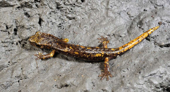 Image of North-west Italian cave salamander