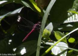 Image of Orthemis macrostigma (Rambur 1842)