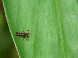 Image of Teleopsis quadriguttata (Walker 1856)