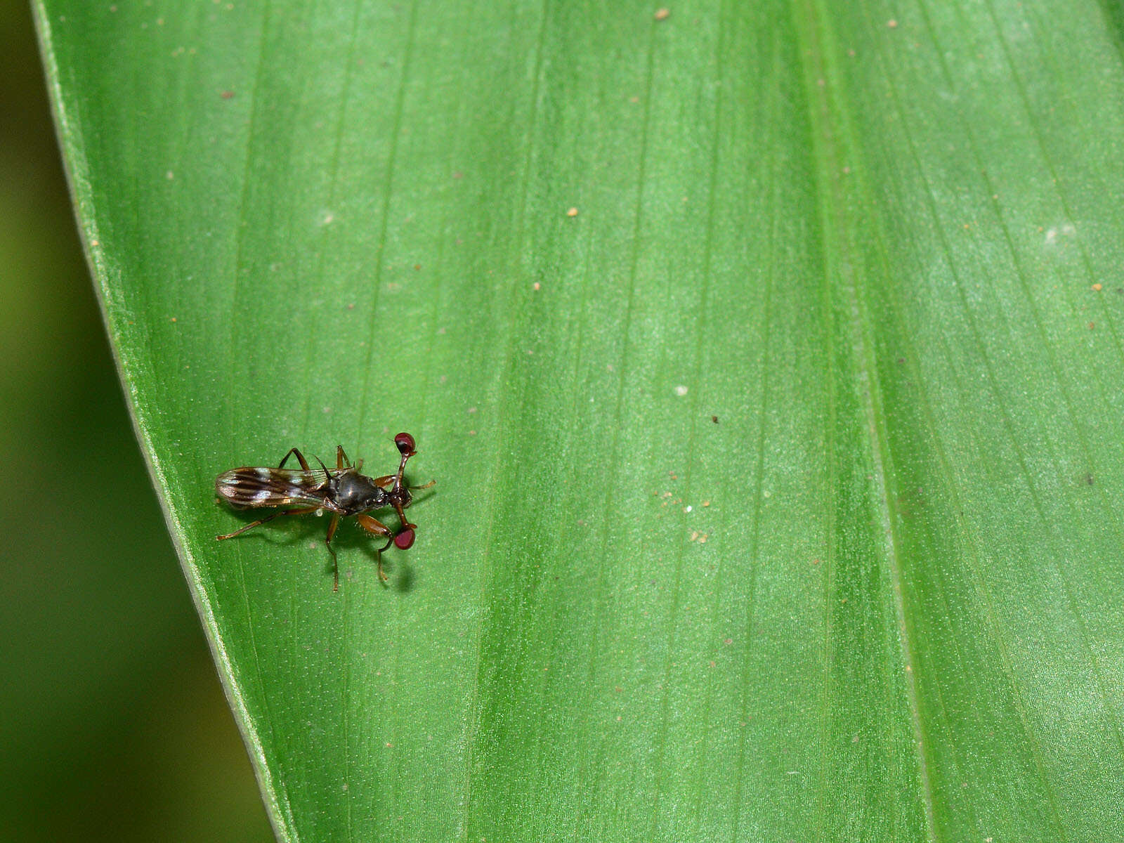 Image of Teleopsis quadriguttata (Walker 1856)