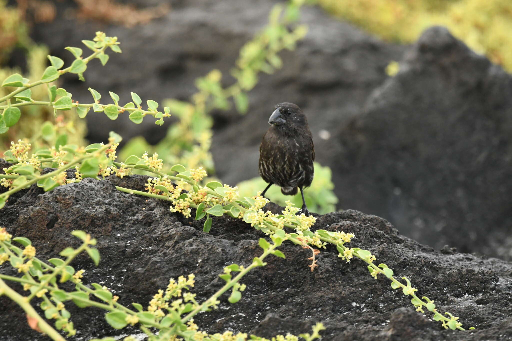 Image of Espanola Cactus Finch