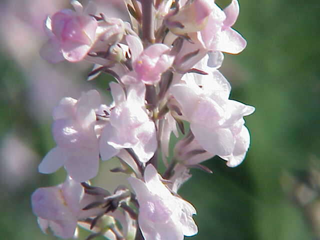 Image of Purple Toadflax