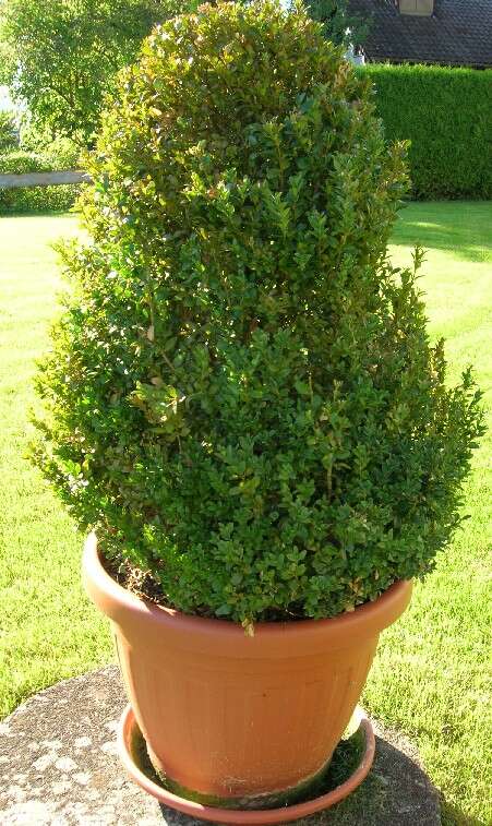 Image of Buxus sempervirens