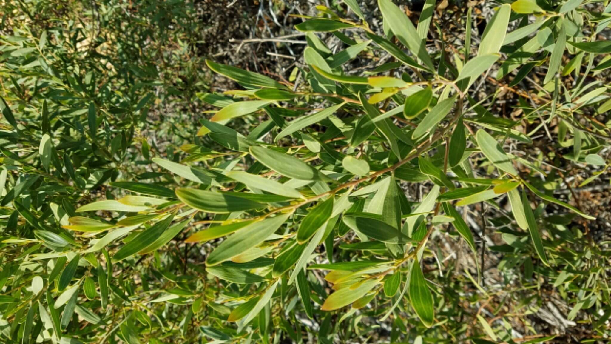 Sivun Acacia melanoxylon R. Br. kuva