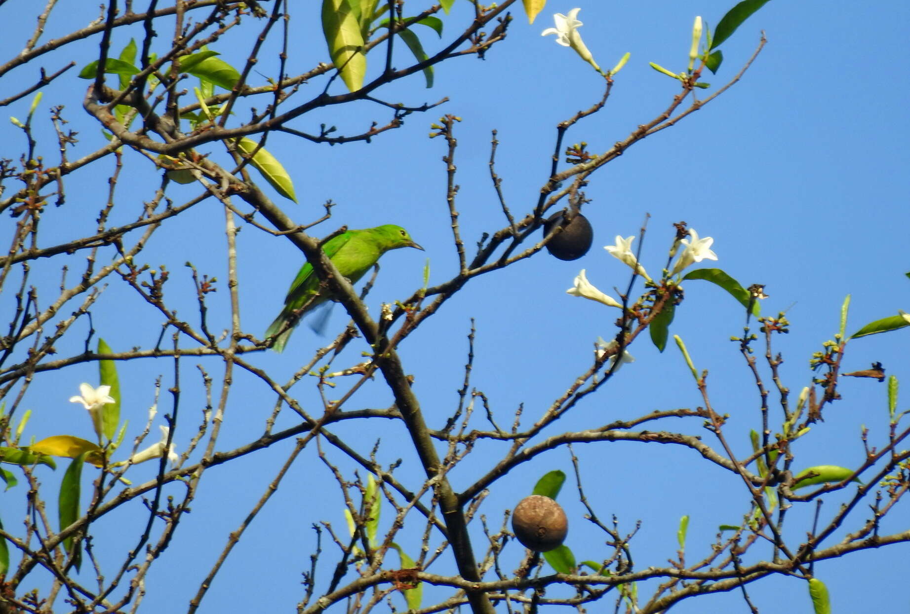 Image of Greater Green Leafbird